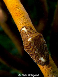 A rare Fingerprint cyphoma cowry which was found on the s... by Nick Hobgood 